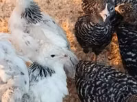 Chickens — फ़ोटो 2