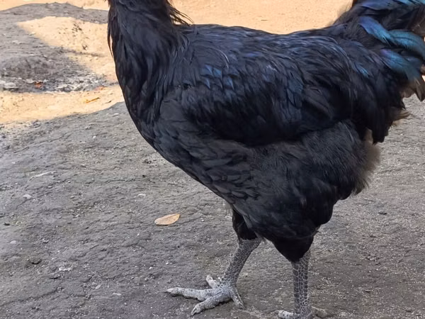 Джерсийский гигант
