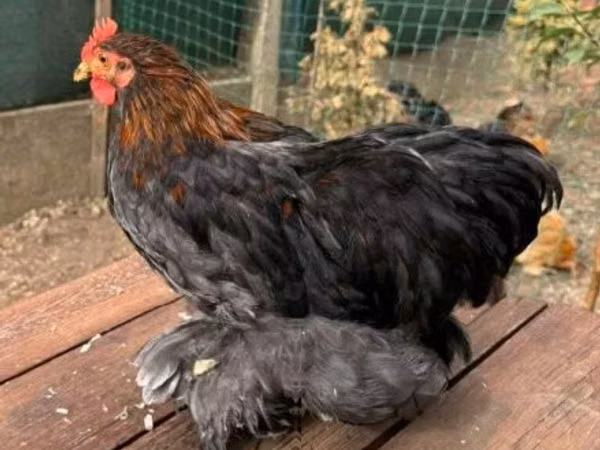 كوشين
