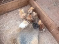 Chickens — 照片 3