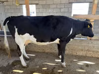 Cow, Russian Black pied cattle — photo 2