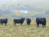 Cow, Galloway cow — photo 3