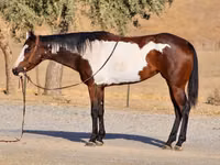 فرس, National Show Horse — الصورة 7