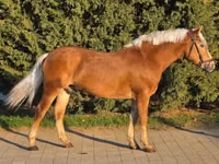 حصان, Haflinger — الصورة 2