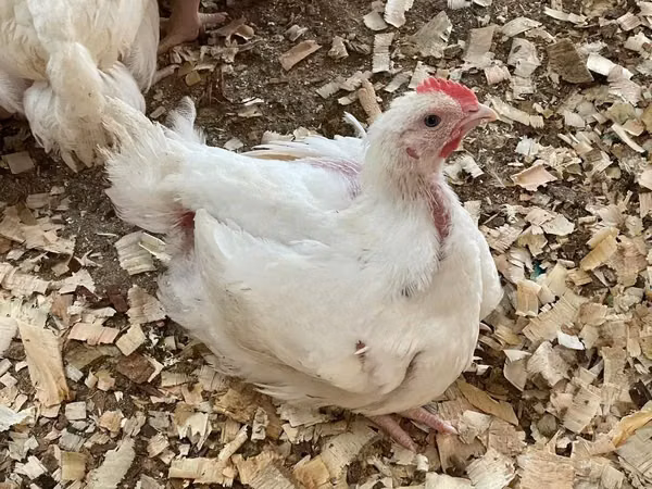 Chickens — Kenya