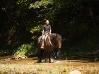 Hengst, Racking Horse — Foto 4