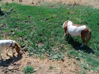 घोड़ी, Australian Pony — फ़ोटो 2
