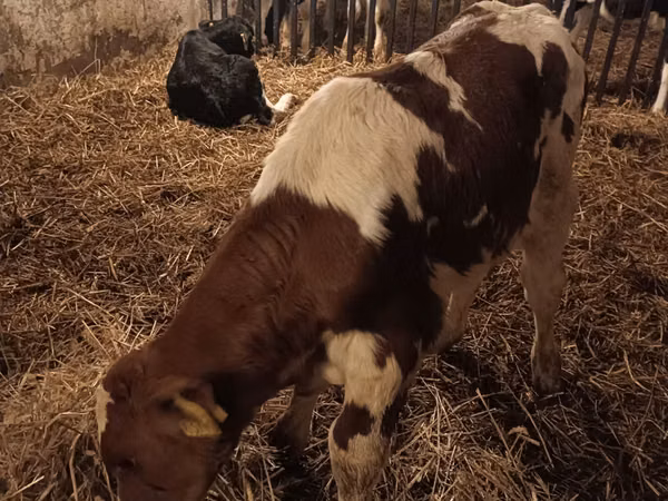 Ng'ombe dume, Simmental cattle
