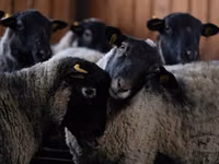 Dume la kondoo, Romanov sheep — picha 1