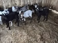 Billy Goat, Goats — photo 3