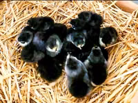 Australorp — picha 7