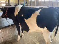 Kuh, Holstein-Rasse — Foto 4