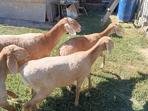 Sheep, Arashan sheep