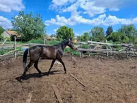 حصان, Hungarian horse breed — الصورة 2