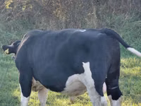 सांड, Russian Black pied cattle — फ़ोटो 2