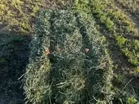 Lucerne/Alfalfa Hay — 照片 1