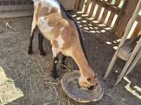 बकरी, LaMancha goats — फ़ोटो 1