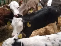 牛只（批次，未指定性别）, Simmental cattle — 照片 4