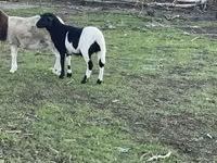 Ram, Dorper sheep — photo 2