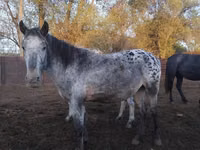 Stute, Appaloosa — Foto 2