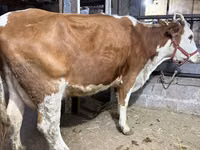 Kuh, Holstein-Rasse — Foto 4