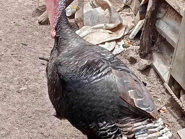 Turkeys