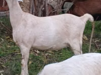 Goat, Goats — photo 3
