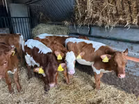 Cattle (batch, sex not specified), Simmental cattle — photo 7