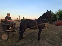 घोड़ा, Nonius horse — फ़ोटो 2