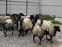 母羊, Romanov sheep — 照片 2