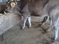 Bulle, Swiss cattle — Foto 1