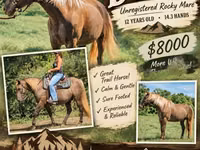Yegua, Kentucky mountain daddle horse — foto 1