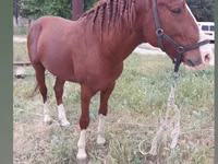 Horses (batch, sex not specified), Mustang — photo 1