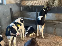 Cattle (batch, sex not specified), Russian Black pied cattle — photo 1