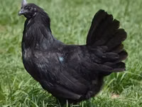 Ayam Cemani — picha 3