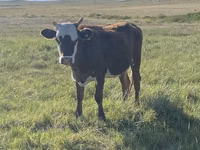 نعجة, Qashqai sheep — الصورة 3