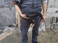 Australian Pit Game fowl — picha 3