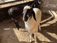 Widder, Blackheaded Persian sheep — Foto 3