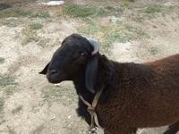 Widder, Baerchuke sheep — Foto 2