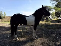 Caballos (lote, sexo no especificado), American shetland pony — foto 3