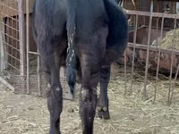 Toro, Aberdeen-Angus — foto 4