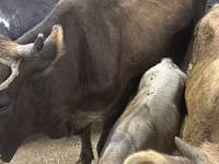 Ng'ombe jike, Ukrainian Brown Dairy Cattle — picha 1