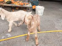 Mbuzi (kikundi, jinsia haijatajwa), Beetal goats — picha 2