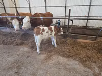 Bulle, Simmental cattle — Foto 1