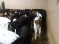 ثور, Simmental cattle — الصورة 4