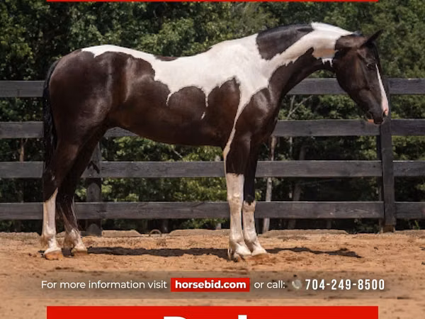 حصان, Friesian