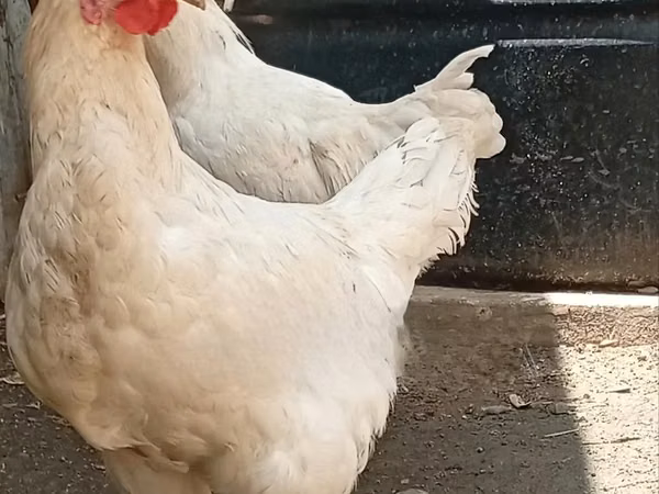 Shamo chickens