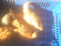 Chickens — photo 1