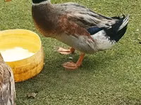 रूएन — फ़ोटो 6