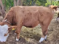 Toro, Simmental cattle — foto 3